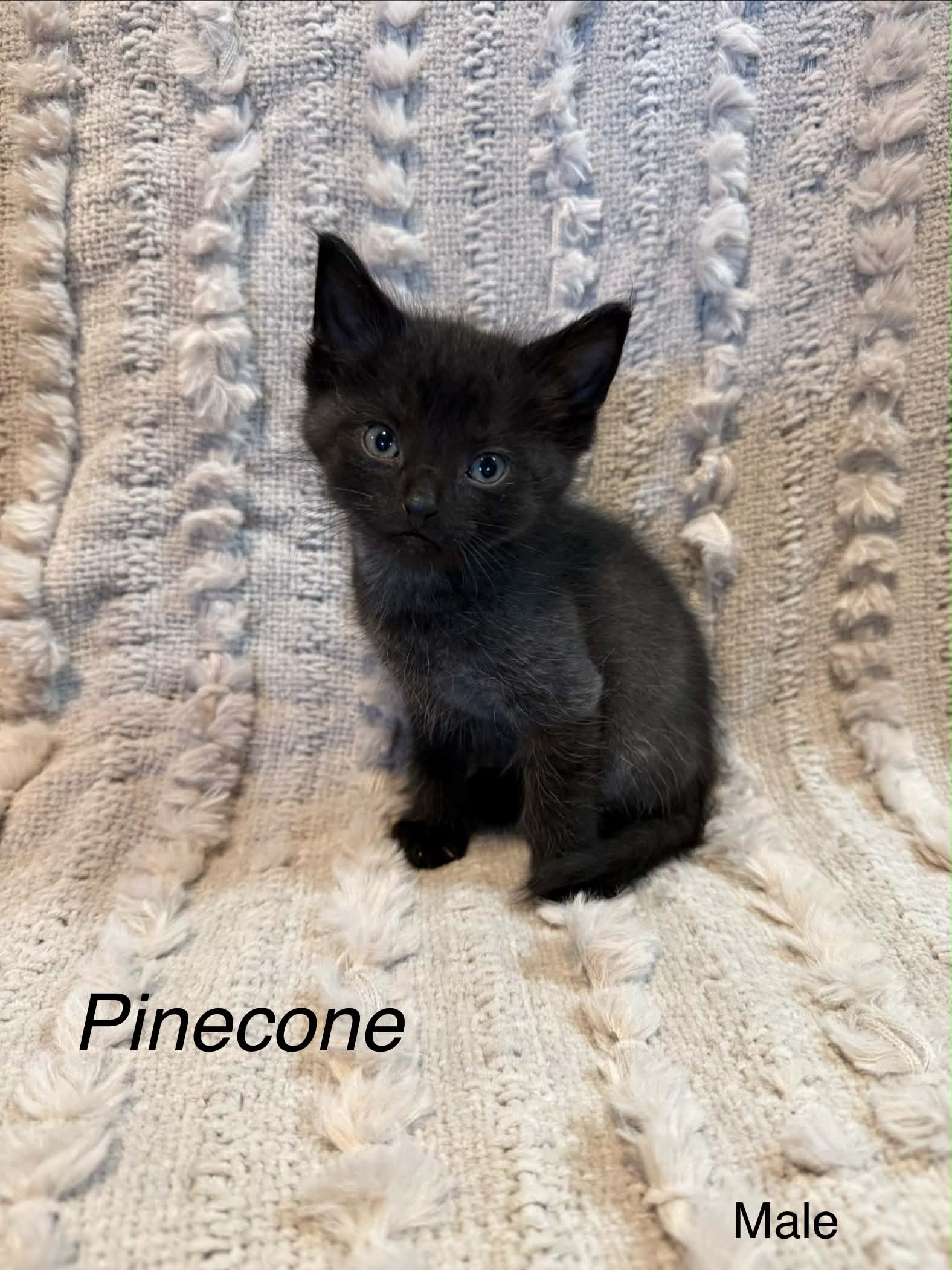 Pinecone - Domestic Short Hair cat available for adoption at Steinbach and Area Animal Rescue in Steinbach
