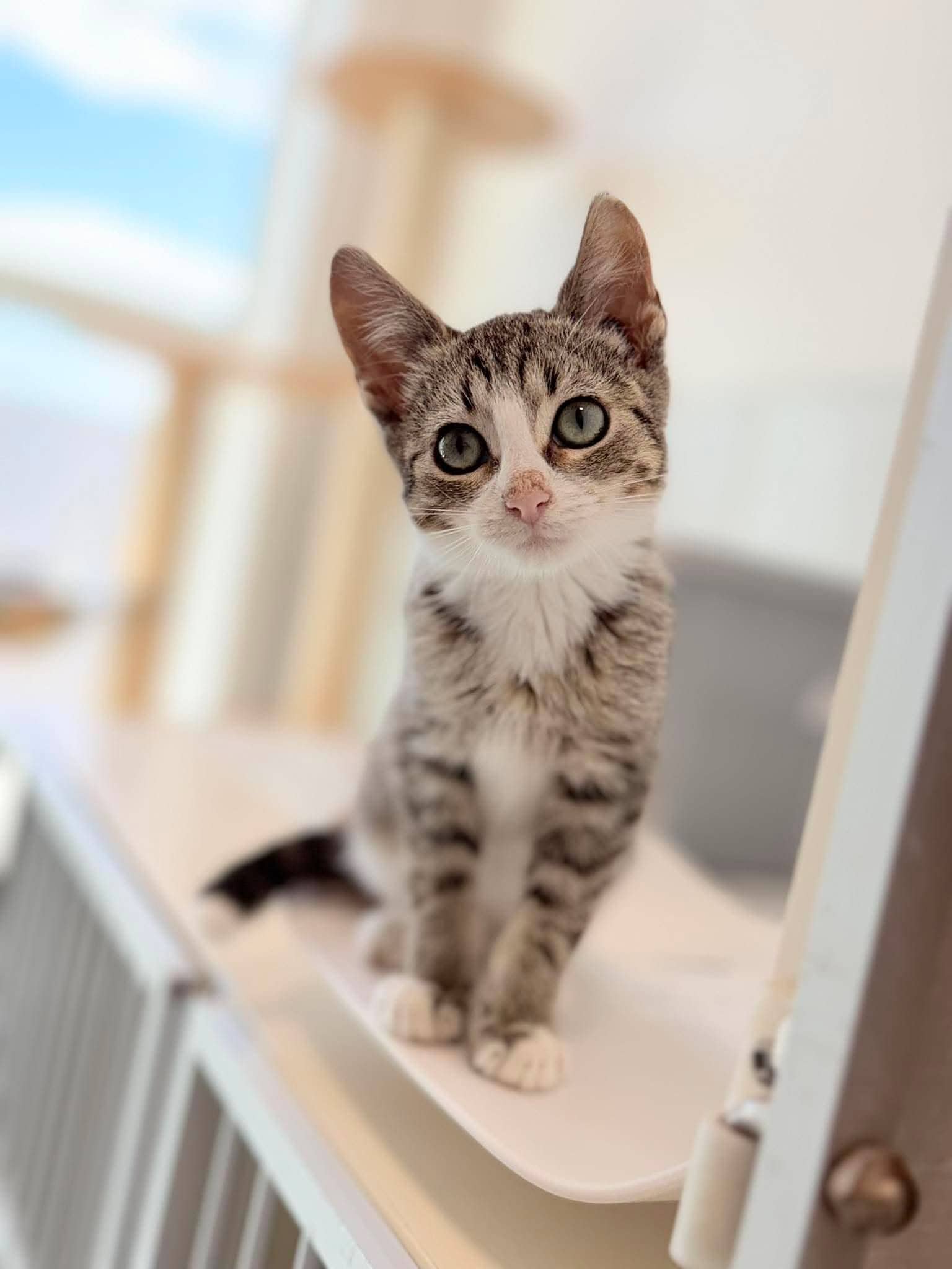 Sherman - Domestic Short Hair available for adoption