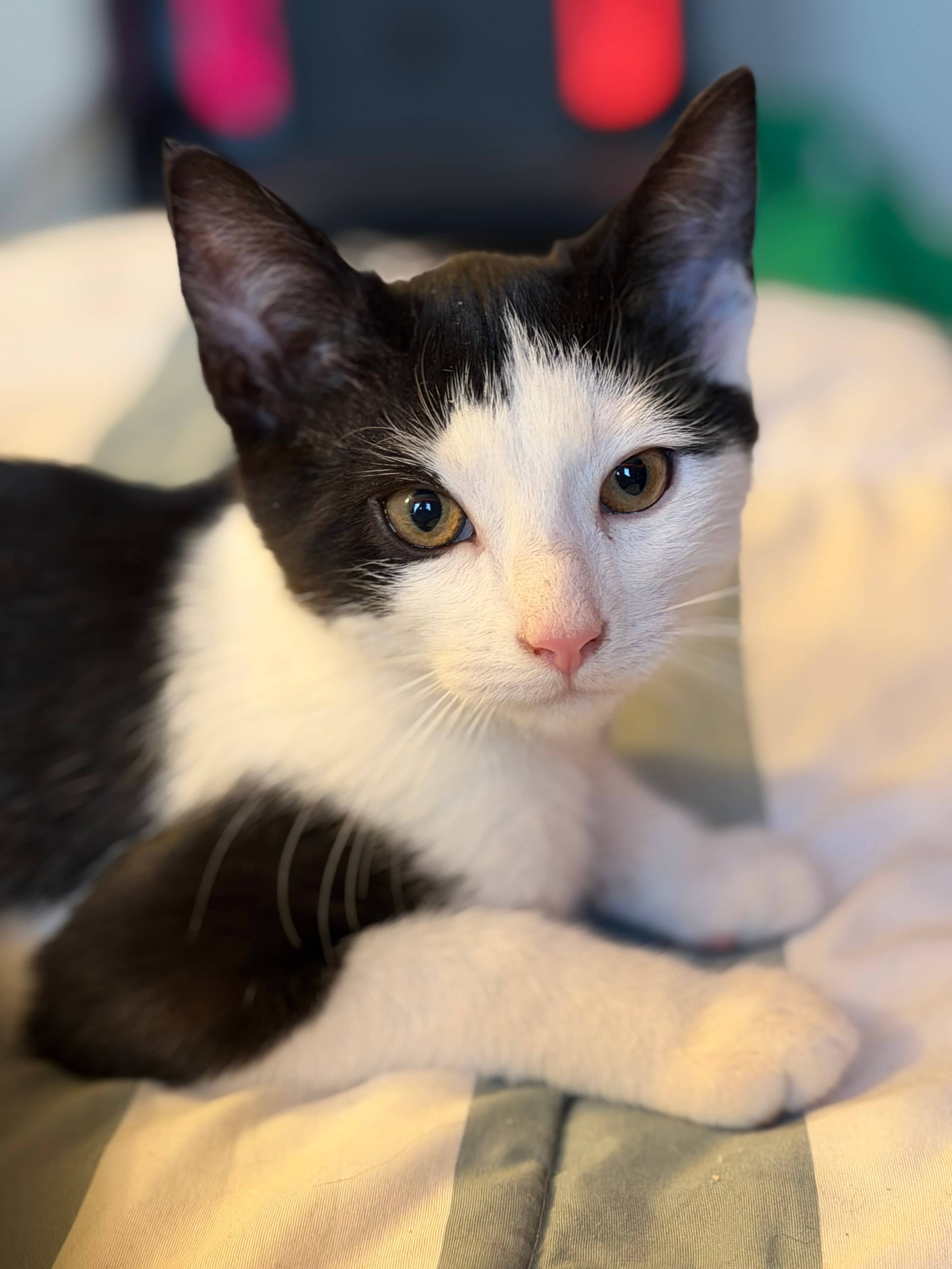 Atticus - Domestic Short Hair available for adoption
