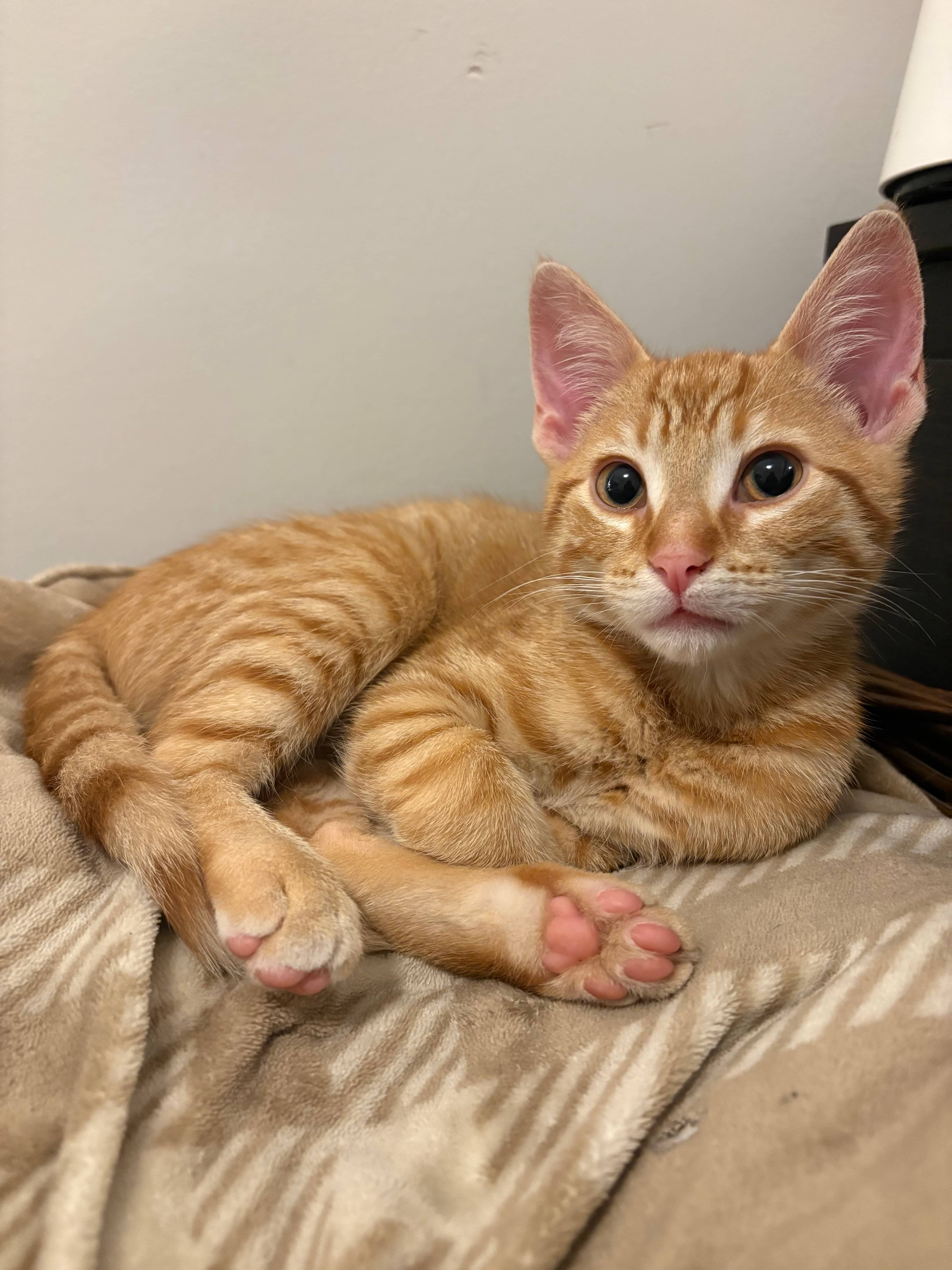 Martin - Domestic Short Hair cat available for adoption at Steinbach and Area Animal Rescue in Steinbach