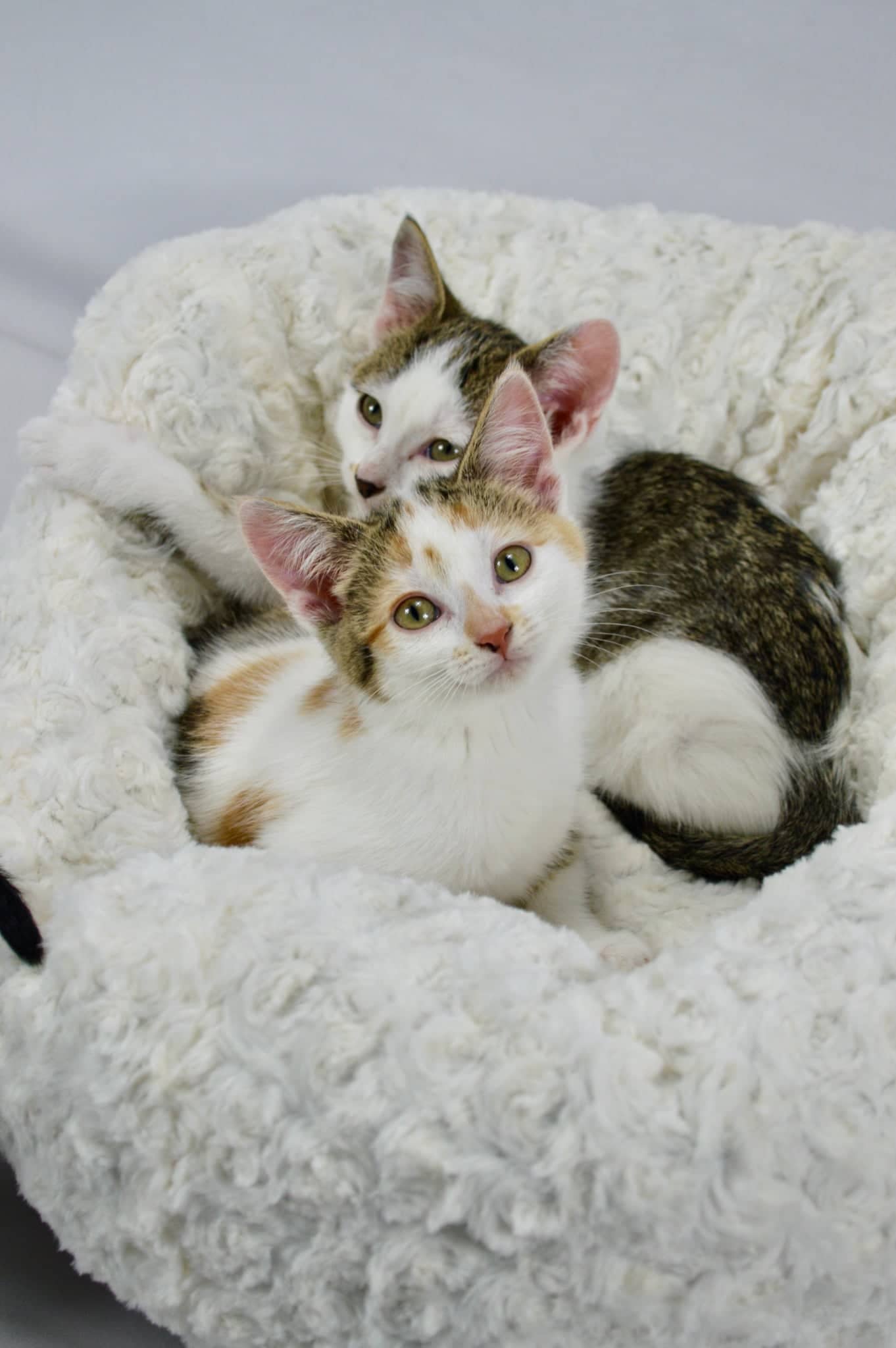 Ruby - Domestic Short Hair cat available for adoption at Steinbach and Area Animal Rescue in Steinbach