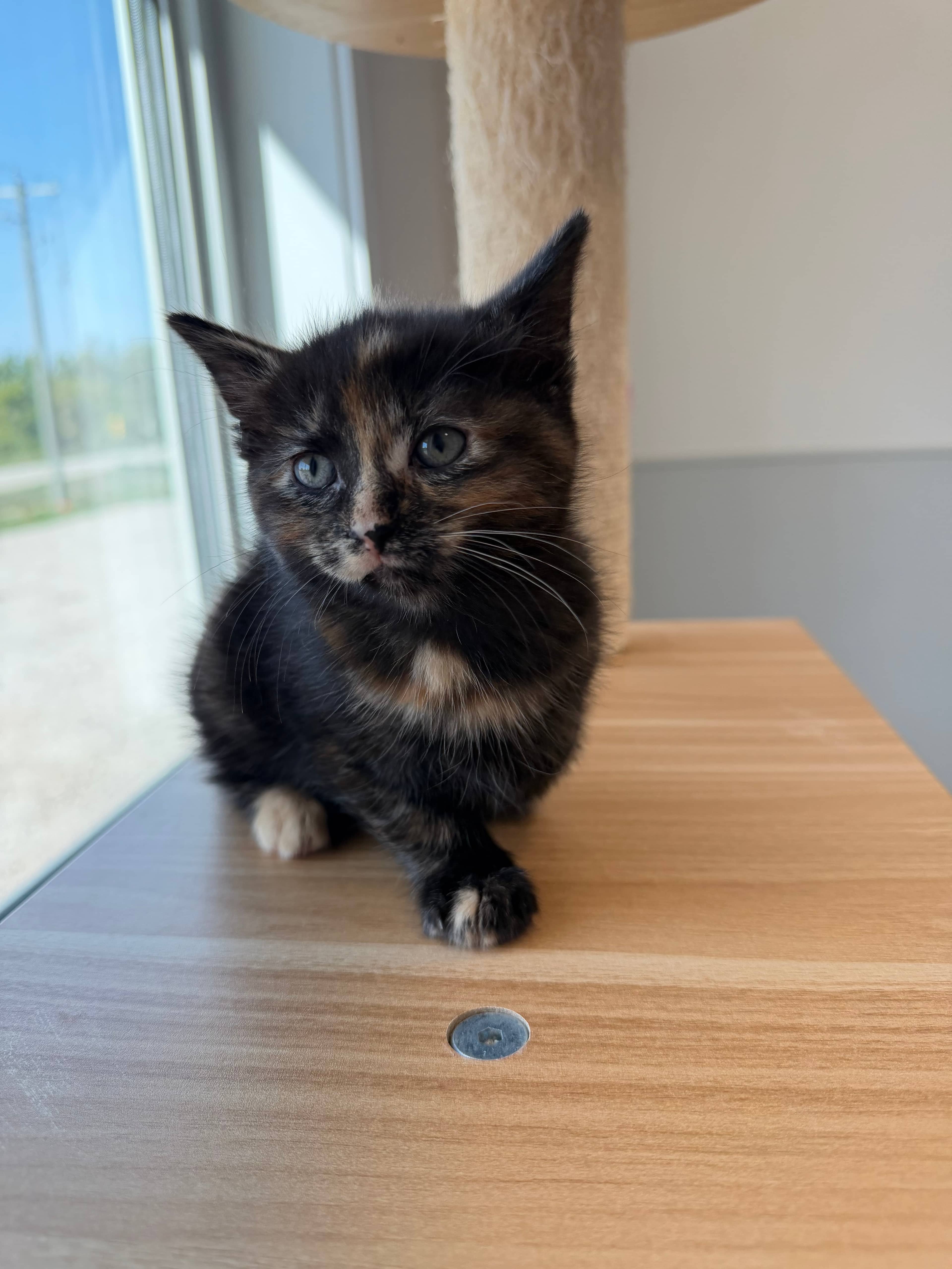 Arya - Domestic Short Hair available for adoption
