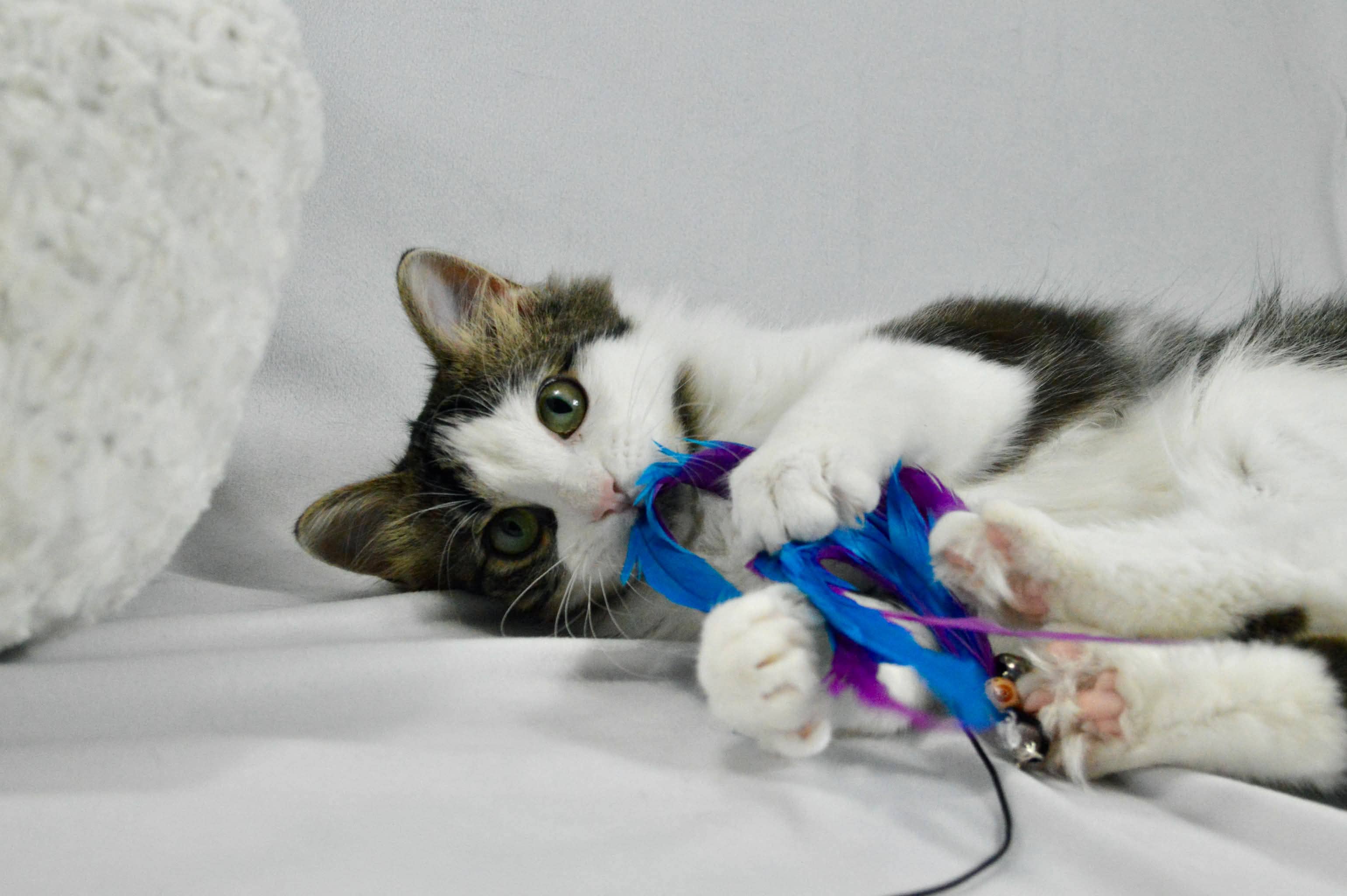 Meadow - Domestic Long Hair cat available for adoption in Manitoba