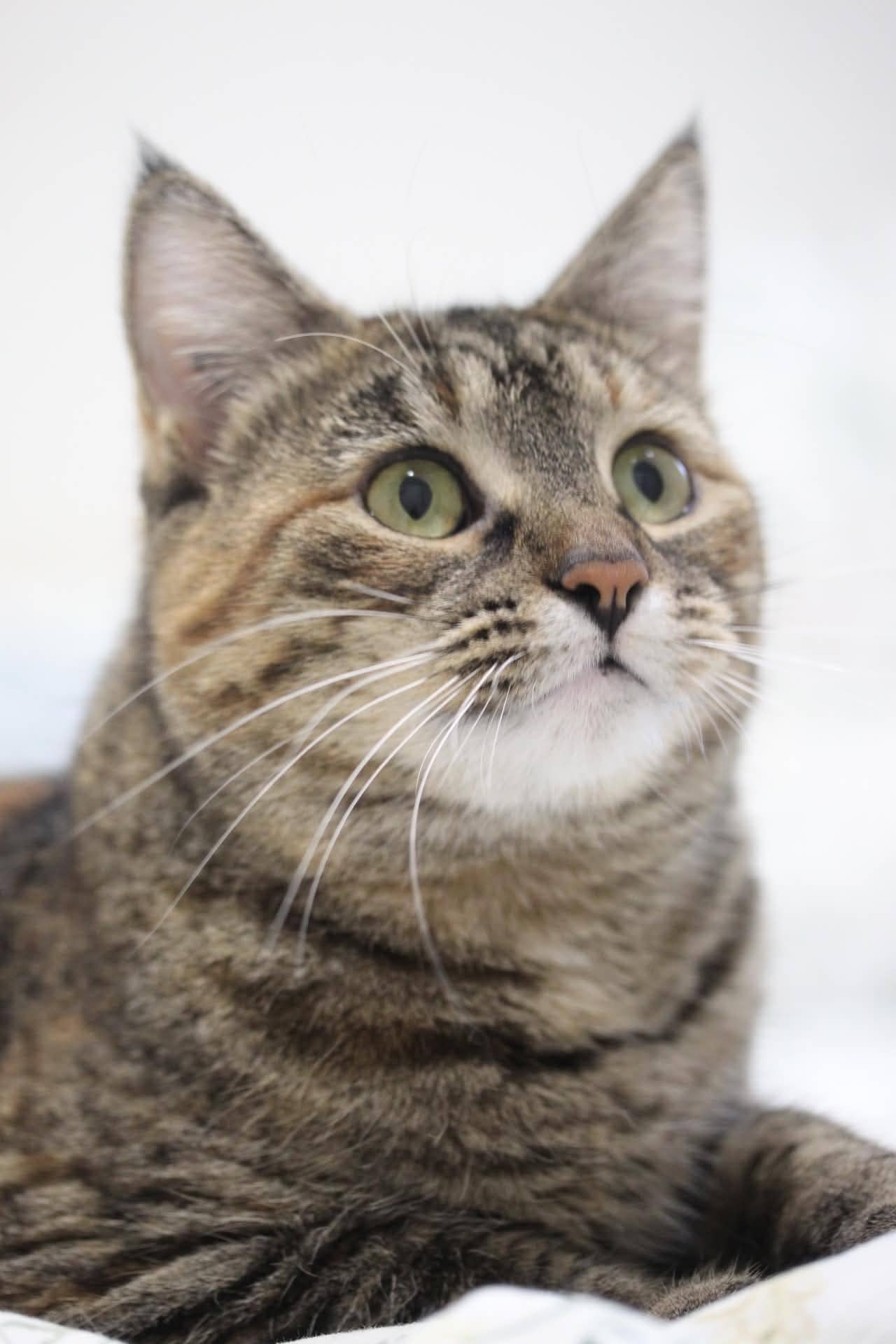 Elsa - Domestic Short Hair available for adoption