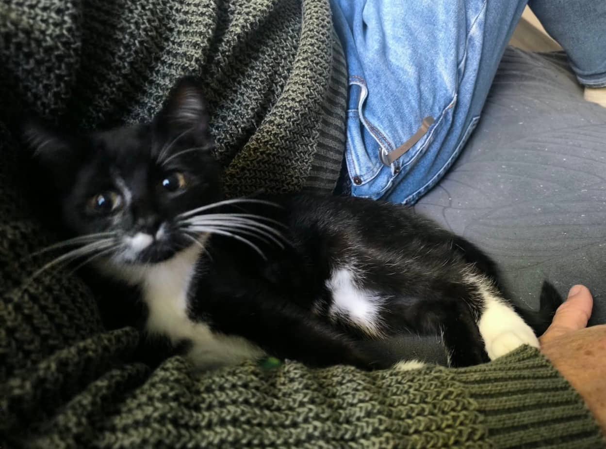 Oliver - Domestic Short Hair cat available for adoption at Steinbach and Area Animal Rescue in Steinbach