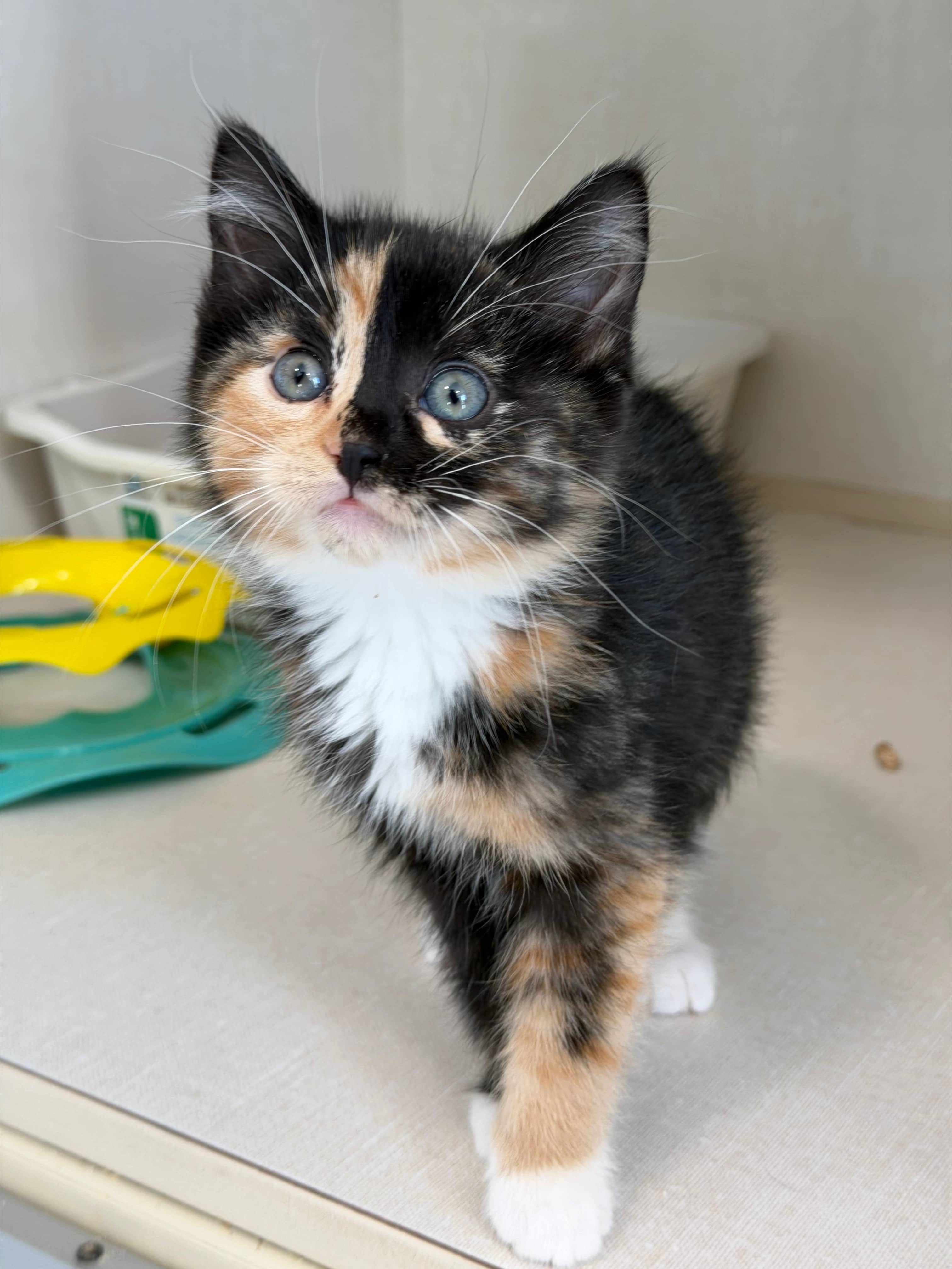 Jovie - Domestic Short Hair cat available for adoption at Steinbach and Area Animal Rescue in Steinbach