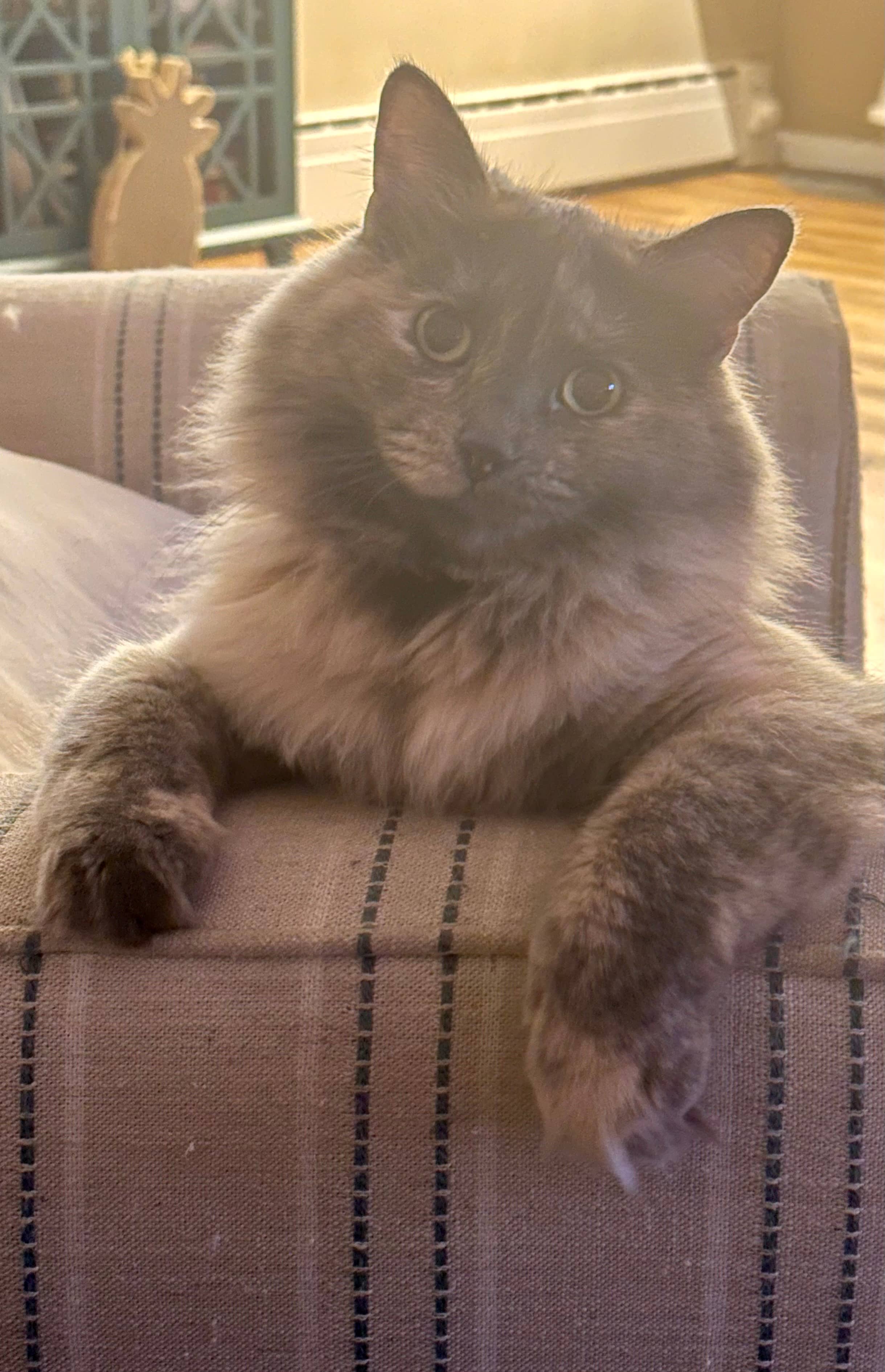 Stevie - Domestic Medium Hair cat available for adoption at Steinbach and Area Animal Rescue in Steinbach
