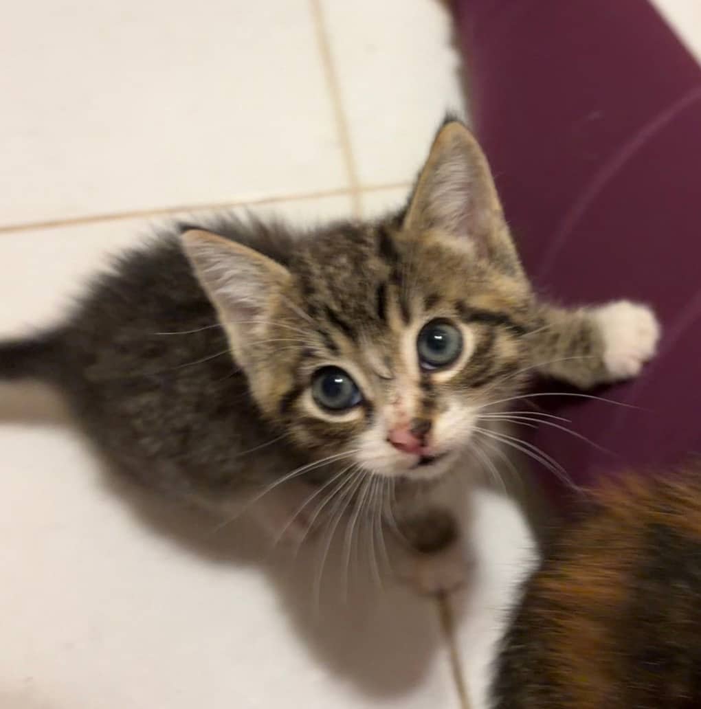 Espresso - Domestic Short Hair available for adoption