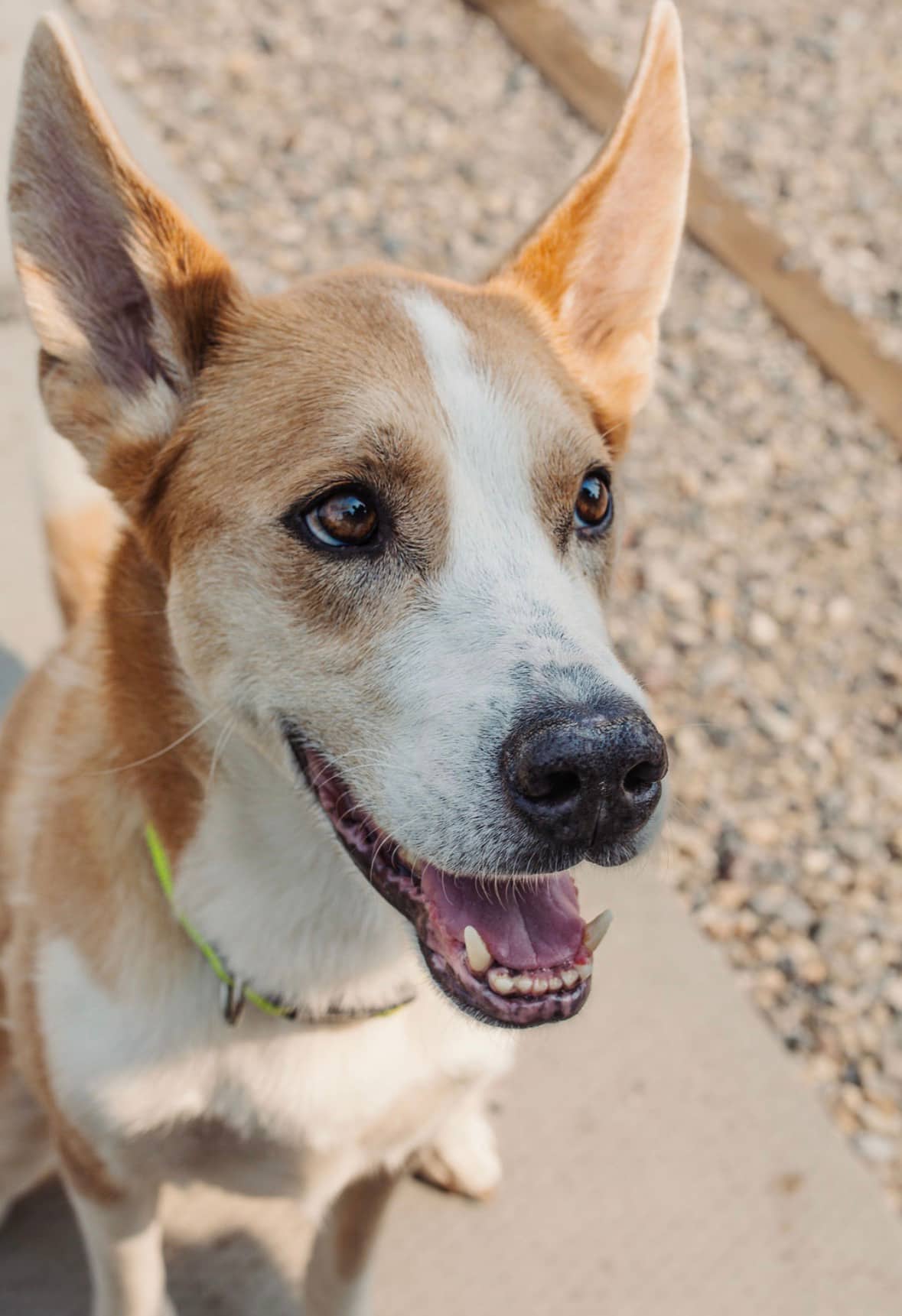 Charlotte - Husky Mix available for adoption in Calgary