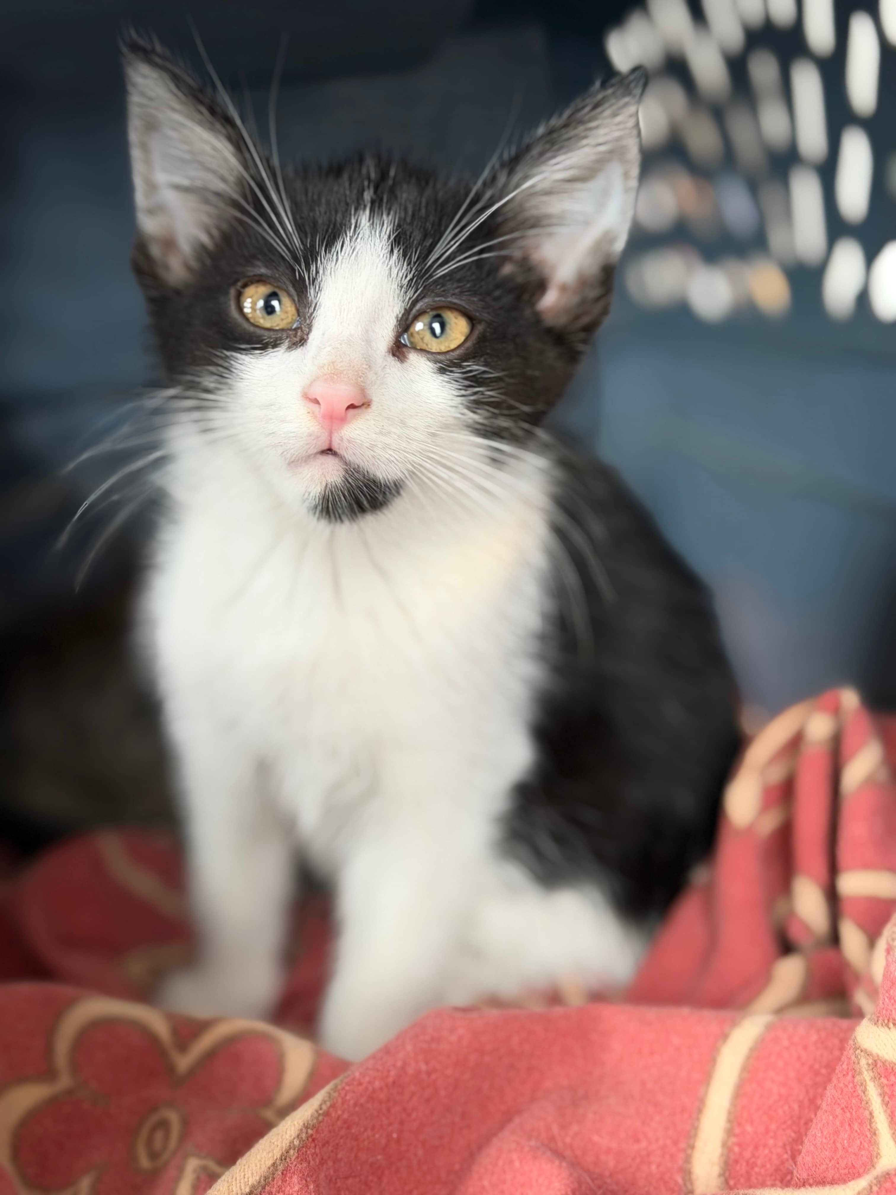 Eric - Domestic Short Hair cat available for adoption at Steinbach and Area Animal Rescue in Steinbach