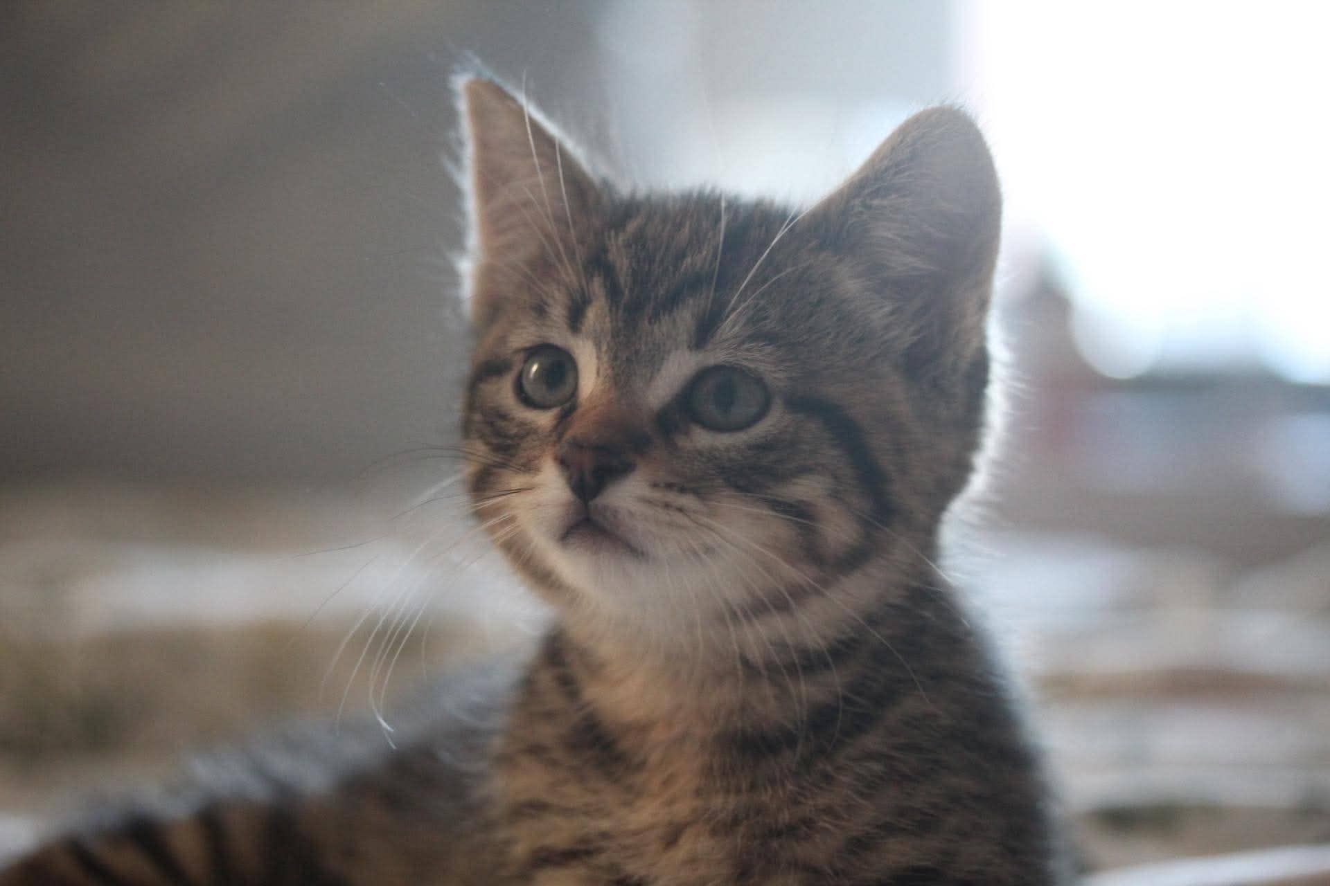 Toast - Domestic Short Hair cat available for adoption at Steinbach and Area Animal Rescue in Steinbach