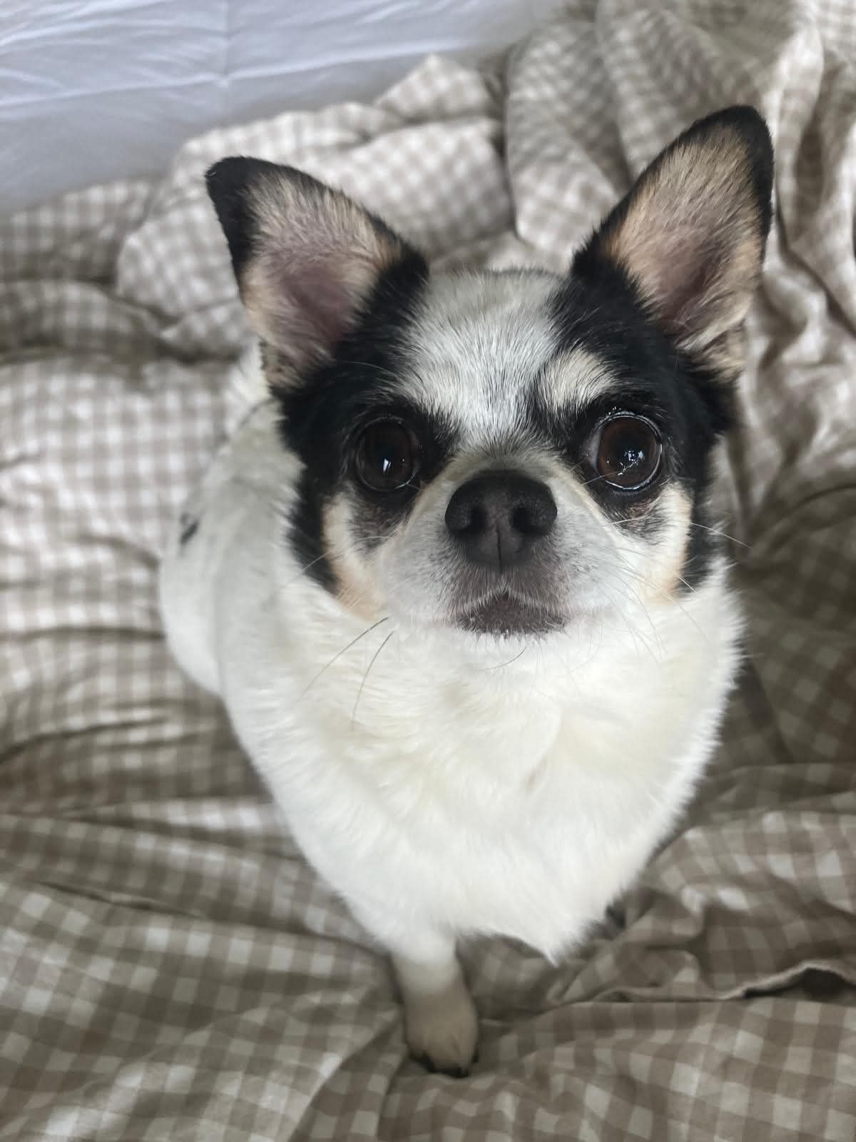 Cera (and Ducky) - Chihuahua available for adoption in Alberta