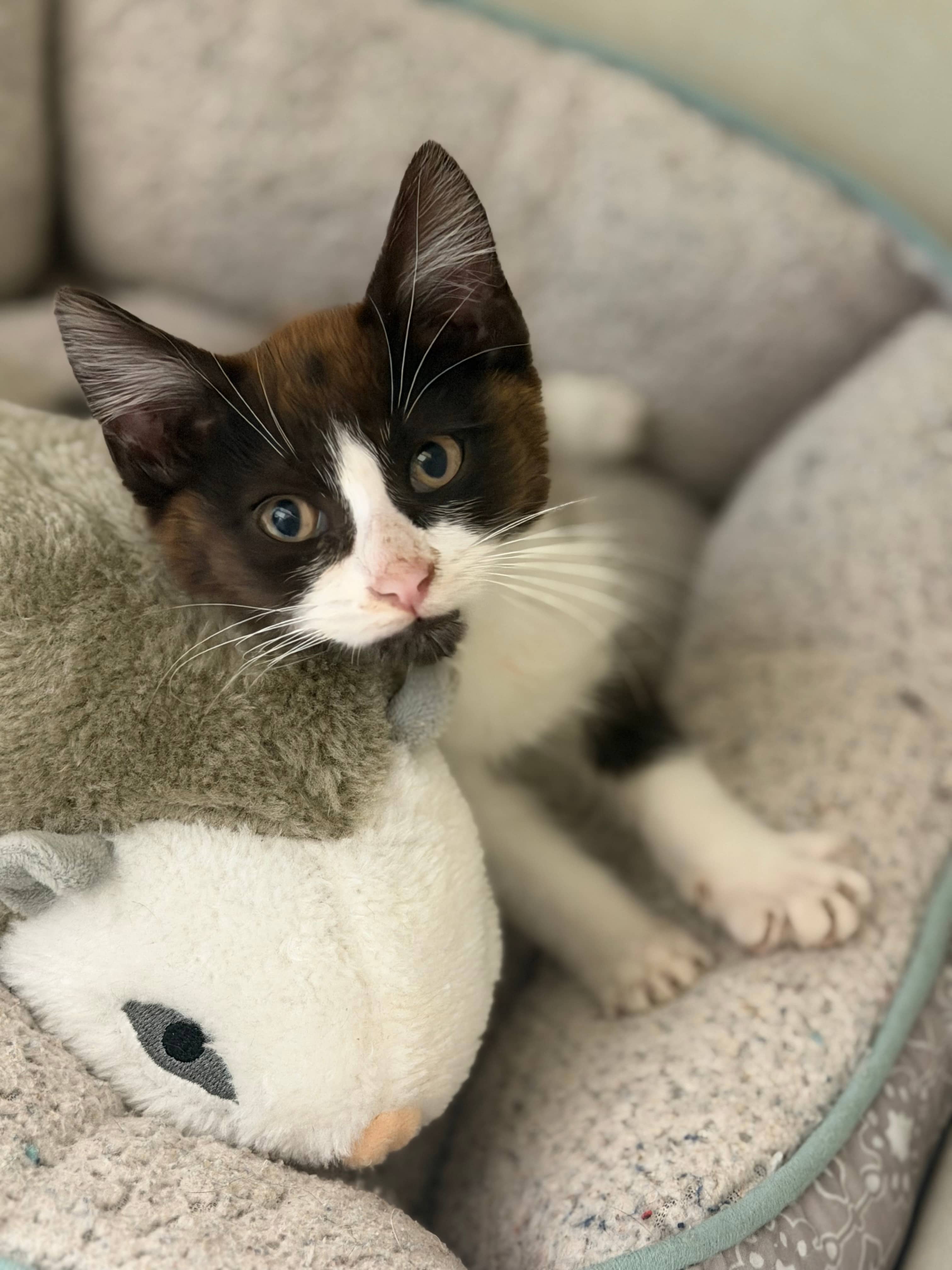 Julian - Domestic Short Hair / Siamese cat available for adoption at Steinbach and Area Animal Rescue in Steinbach