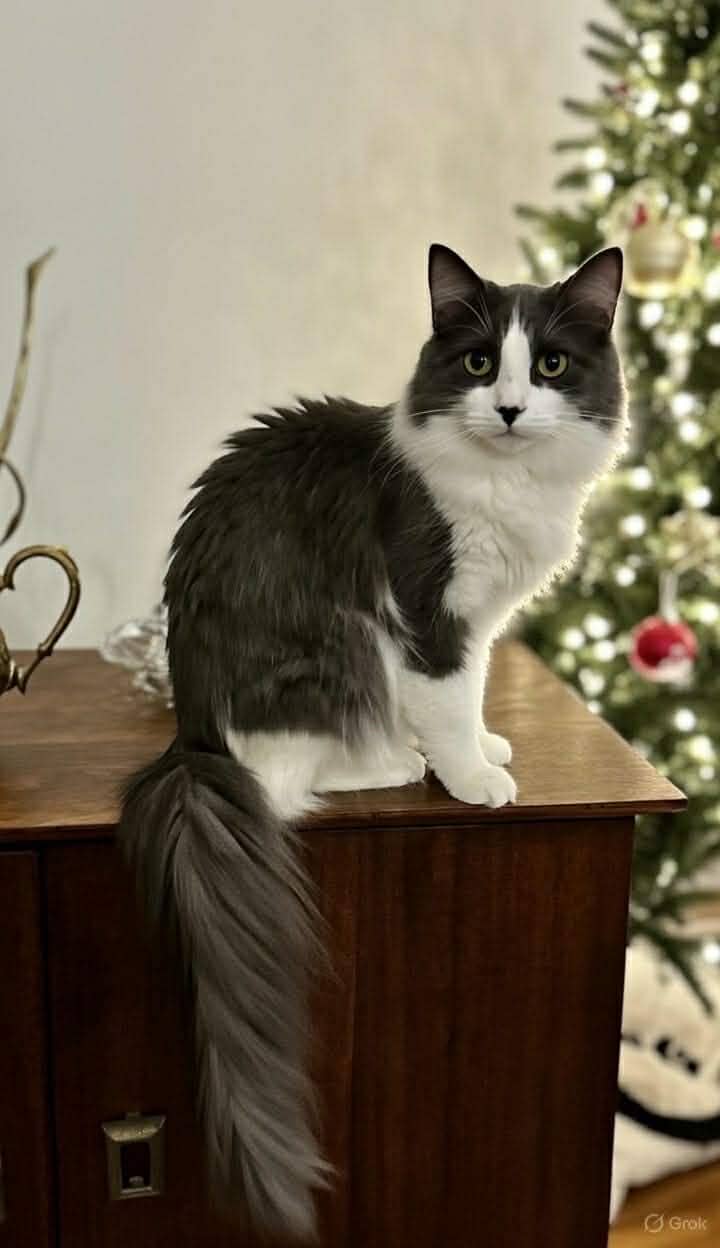 Dream Weaver - Domestic Medium Hair cat available for adoption at Steinbach and Area Animal Rescue in Steinbach