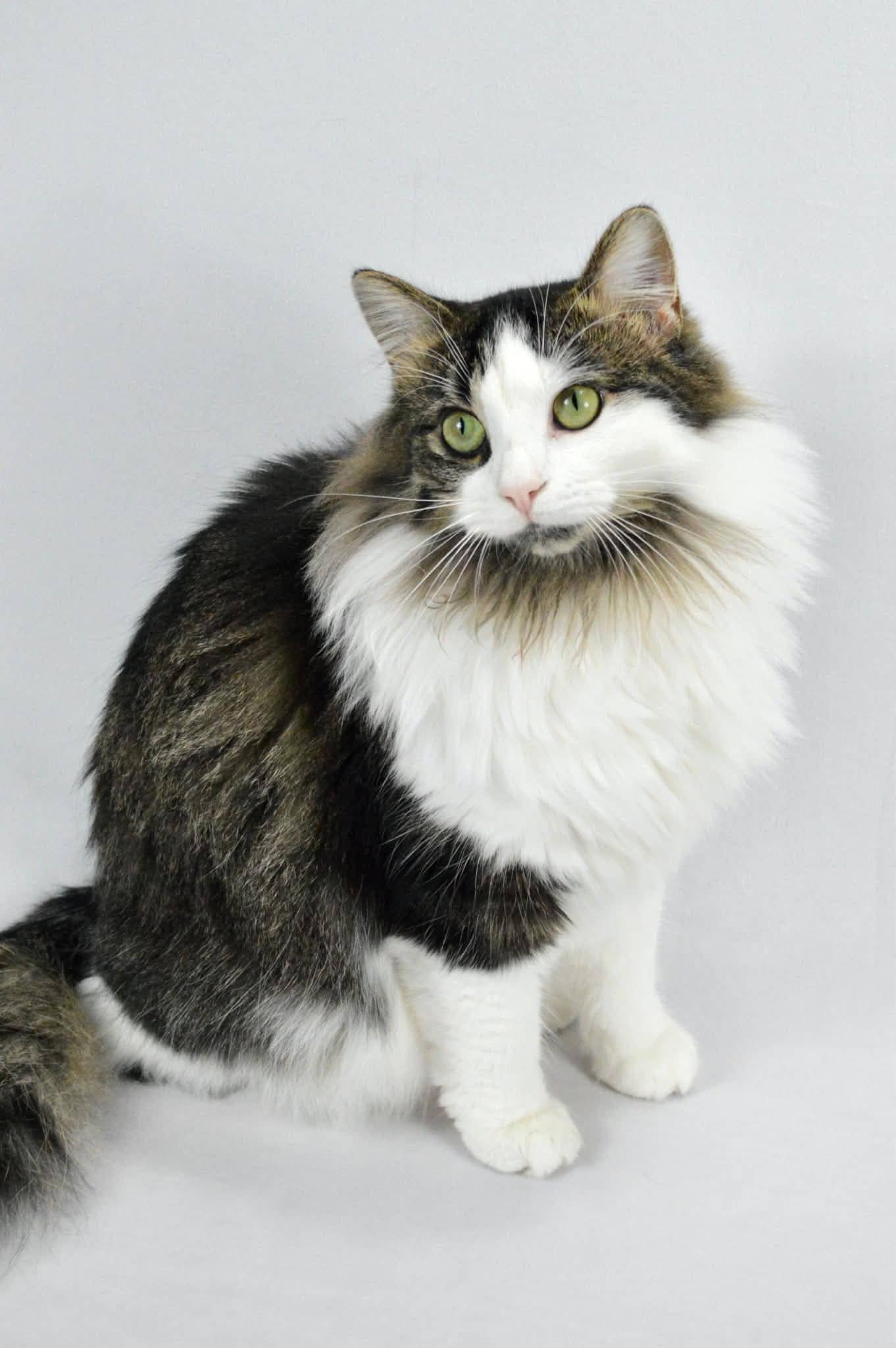Meadow - Domestic Long Hair cat available for adoption at Steinbach and Area Animal Rescue in Steinbach