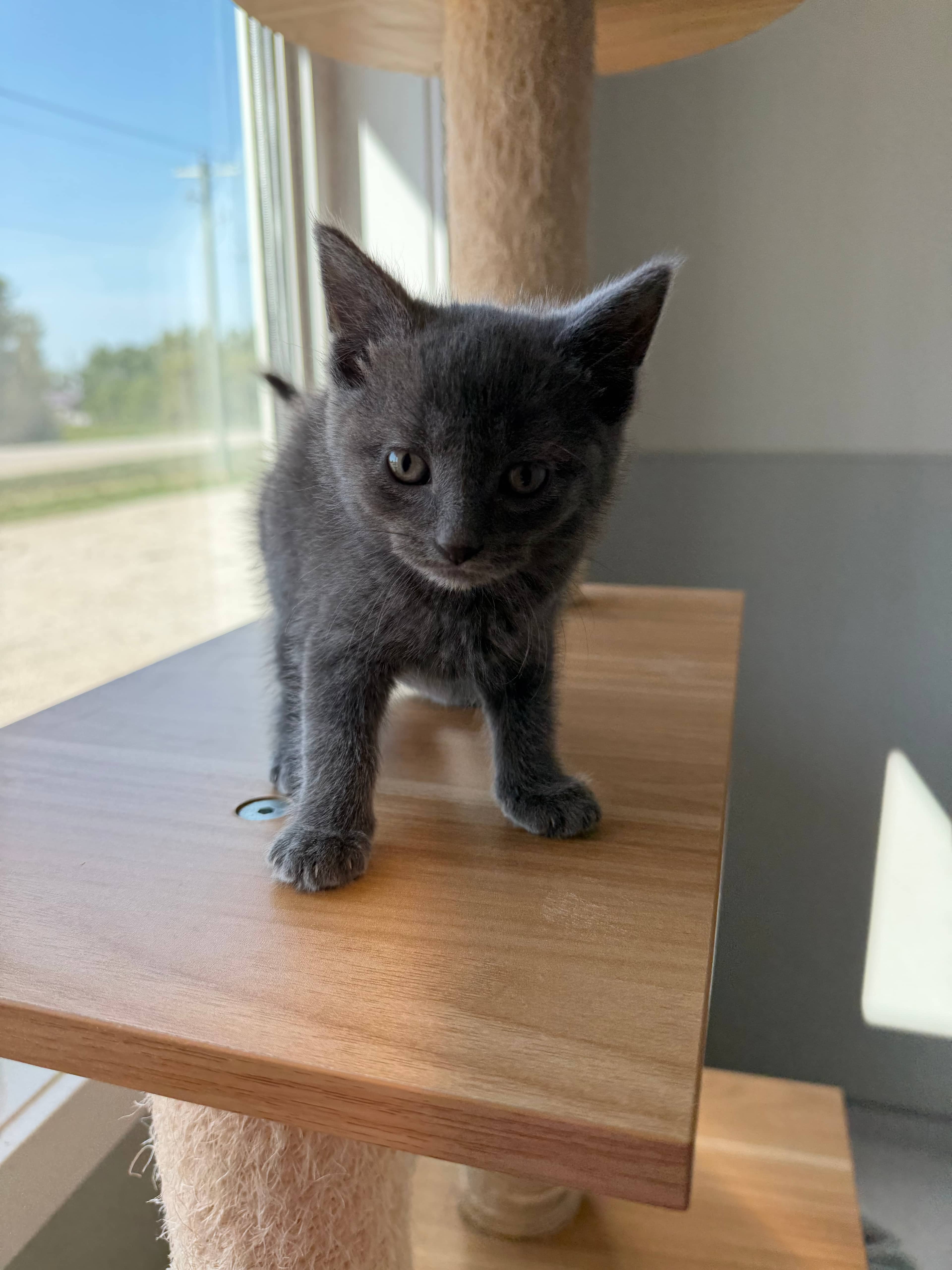 Bran - Domestic Short Hair cat available for adoption at Steinbach and Area Animal Rescue in Steinbach