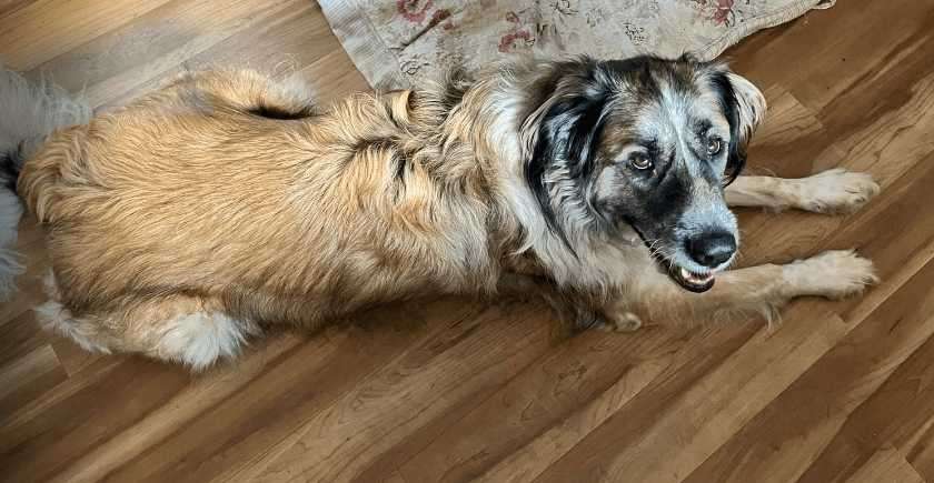 Jason - Shep X available for adoption at Greater Edmonton Animal Rescue Society in Calgary