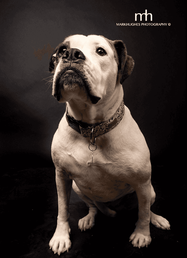 Xyla - Bulldog X available for adoption