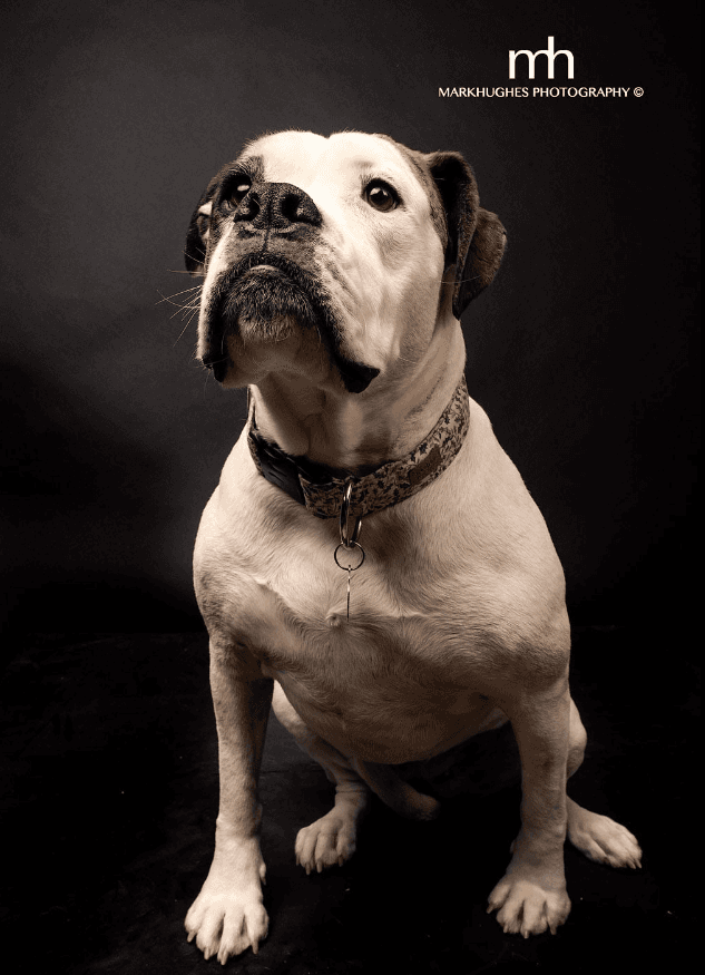 Xyla - Bulldog X available for adoption in Calgary