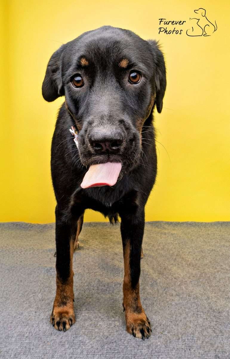 Lumby - Fetch Fanatic (Mixed) available for adoption at Greater Edmonton Animal Rescue Society in Calgary