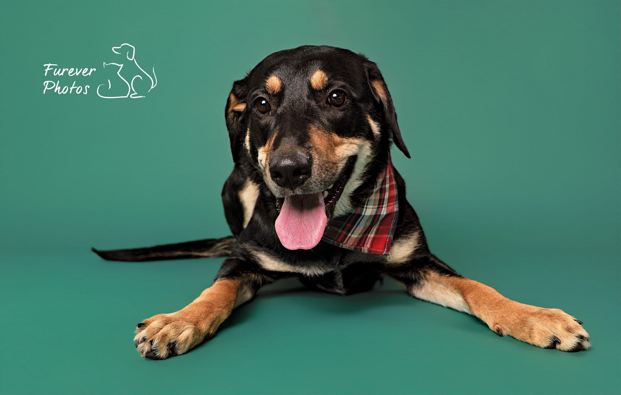 Rosie - Goofy Shepherd X available for adoption in Calgary