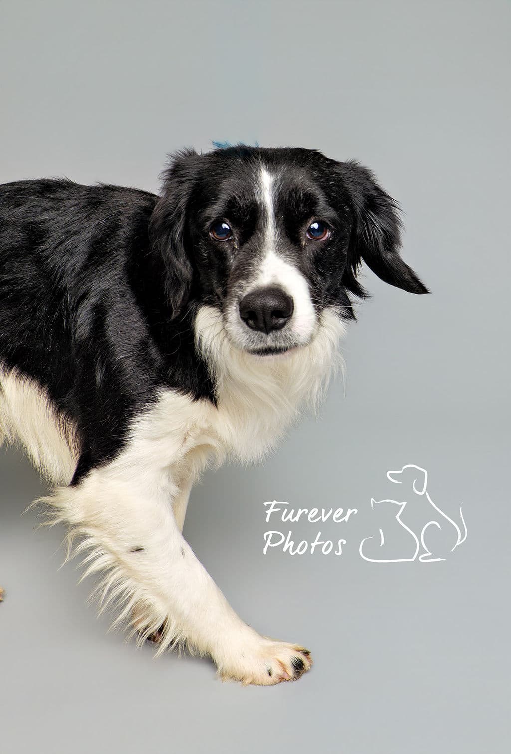 Cooper - Velcro Spaniel (Border Collie X) available for adoption in Alberta