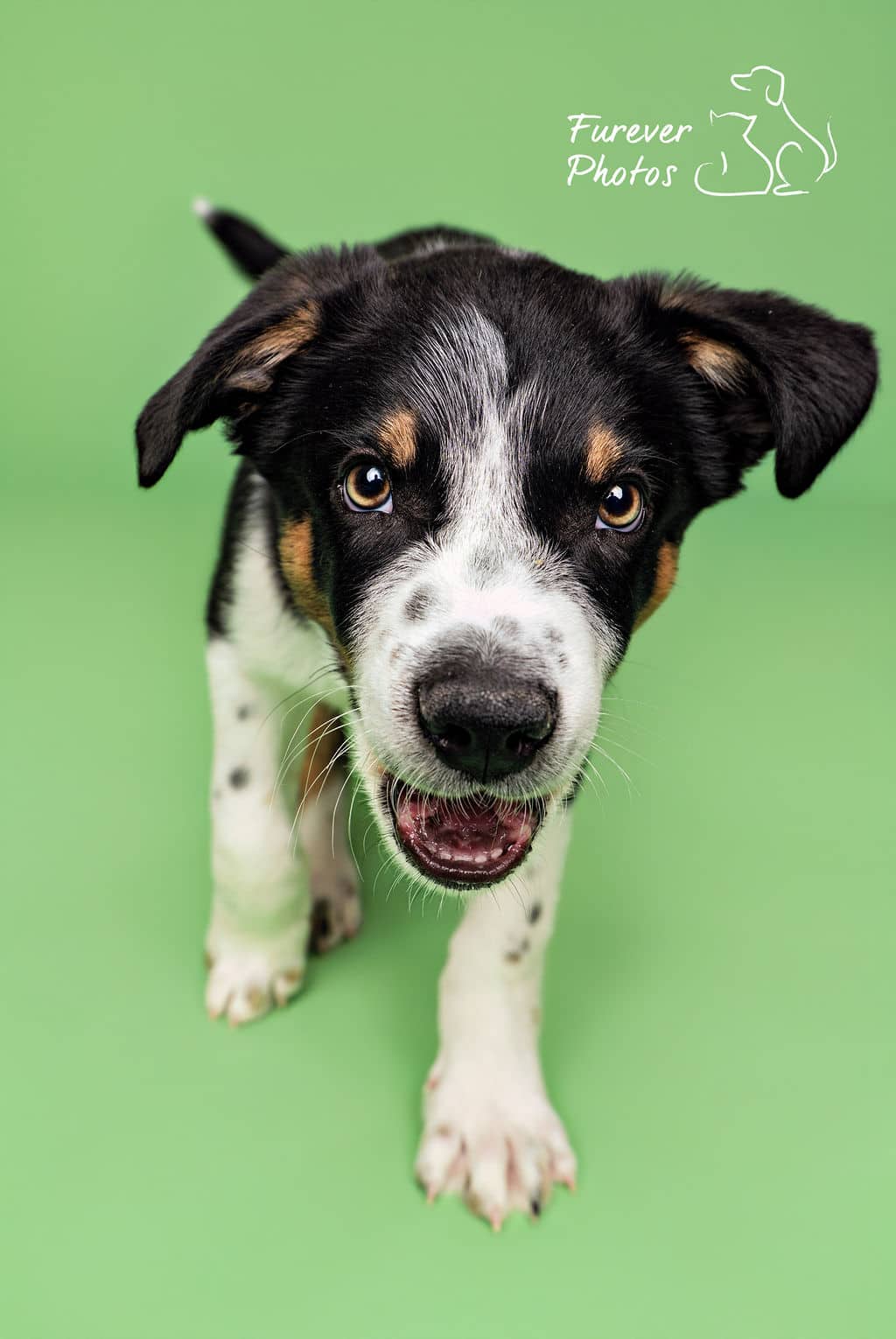 S’more - Campfire Wigglehound (Blue Heeler X) available for adoption