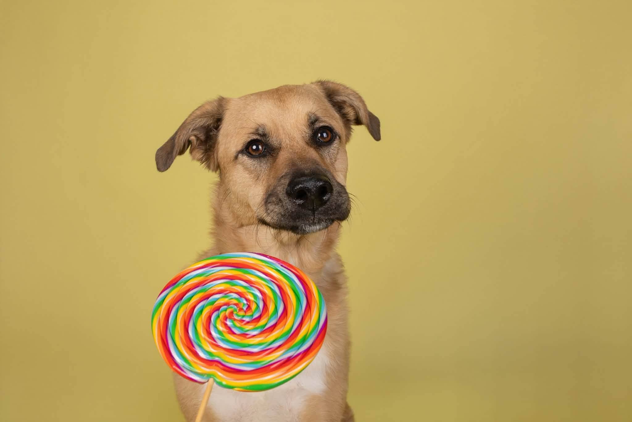 Fifi - Shyflower Cuddler (Mastiff X) available for adoption in Calgary