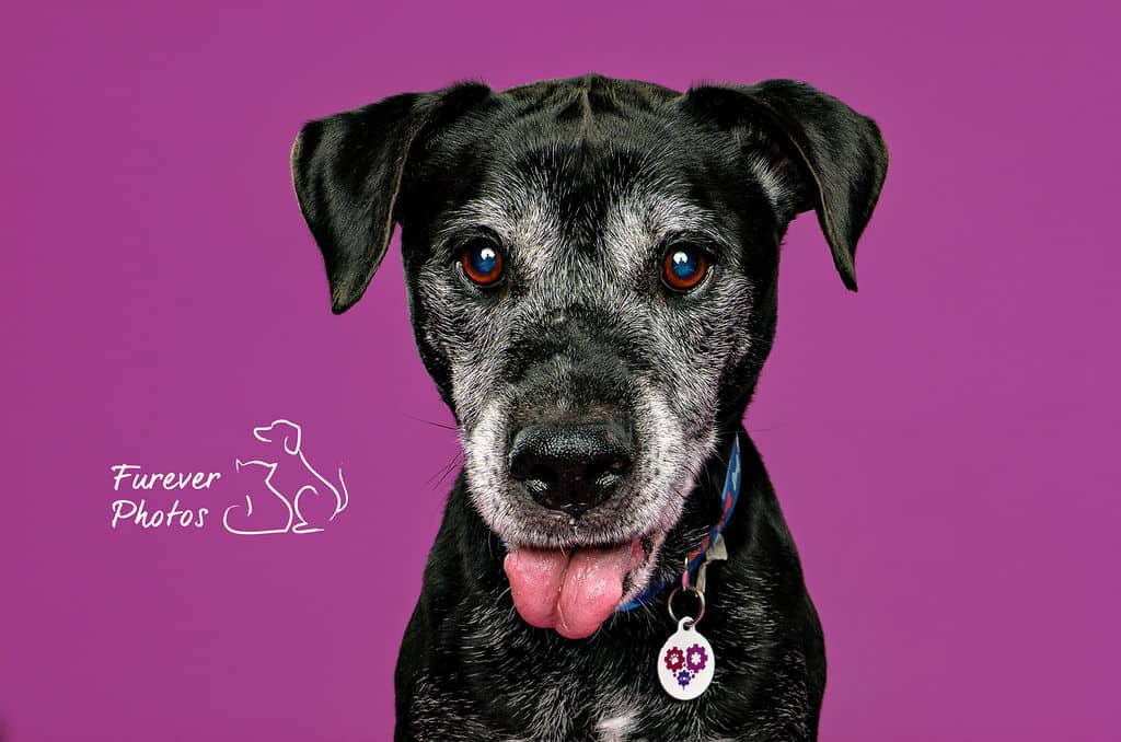 Gordie - Distinguished Couch Hound (Lab X) available for adoption in Calgary