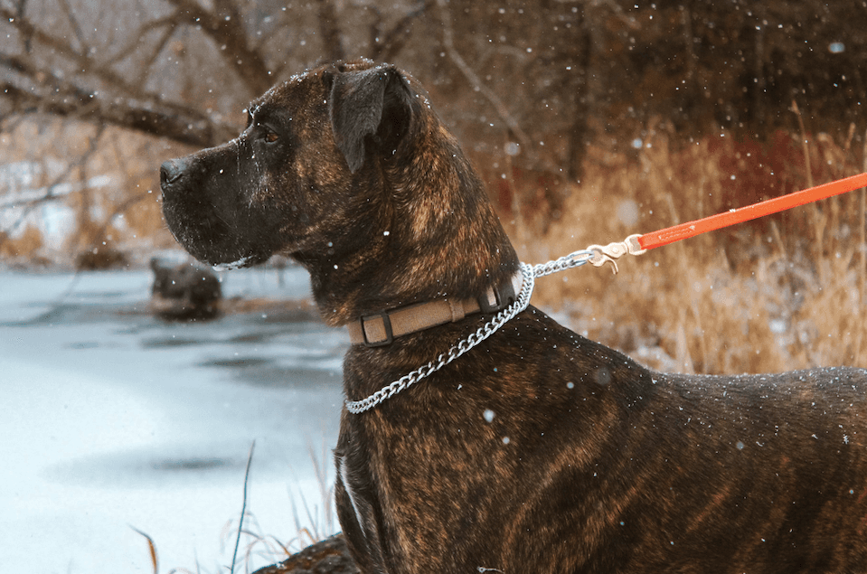 Max - Cane Corso Mix available for adoption in Ontario
