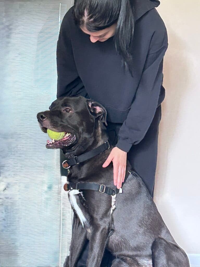 Remi - Lab/Mastiff Mix available for adoption in Calgary