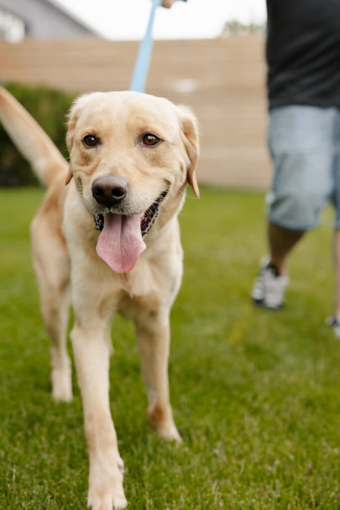 Baxter - Golden Retriever/Labrador Mix available for adoption in Ontario