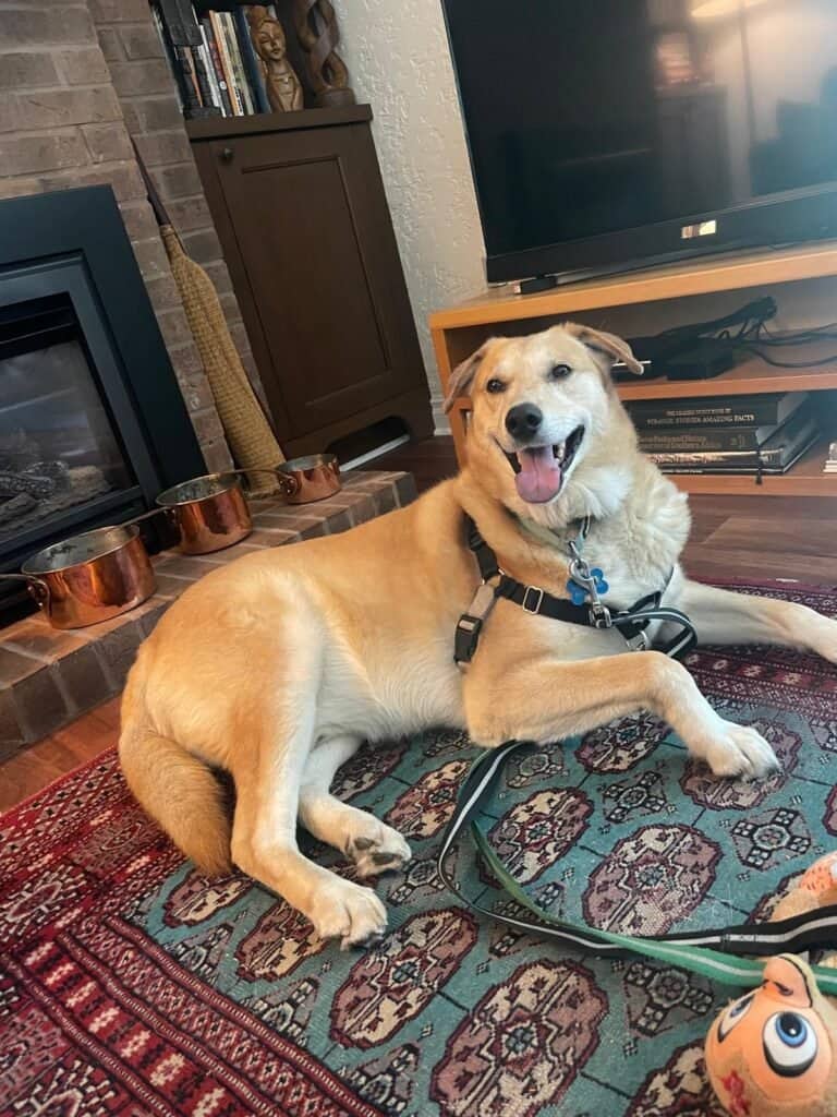 Wylie - Lab x available for adoption at Etobicoke Humane Society in Toronto