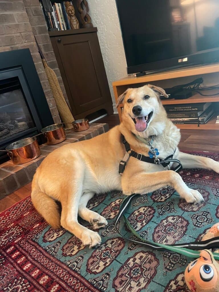 Wylie - Lab x available for adoption in Calgary
