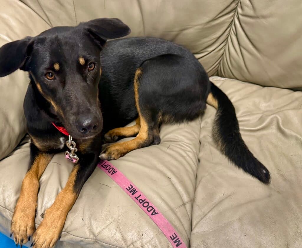 Godiva - Potcake/Mixed Breed available for adoption
