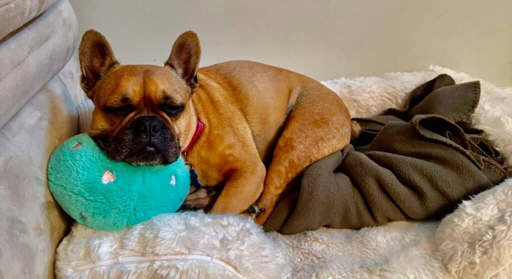 Bella - French Bulldog Mix available for adoption
