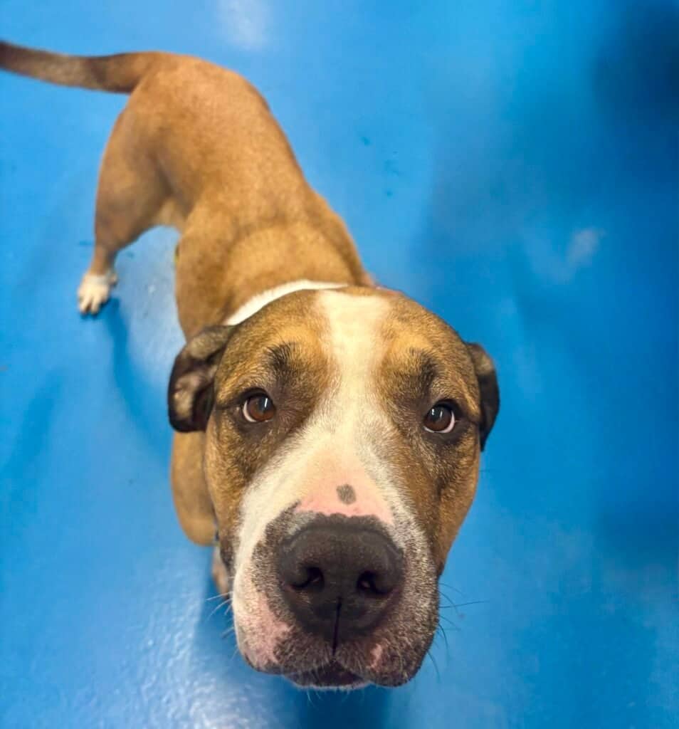 Daisy - St. Bernard/Mastiff available for adoption in Ontario