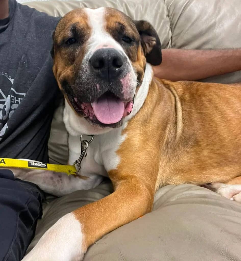 Daisy - St. Bernard/Mastiff available for adoption in Ontario