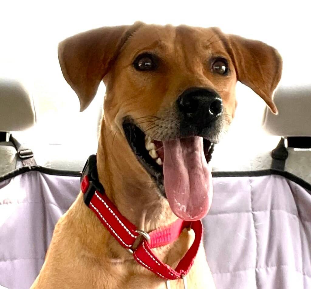Teddie - Potcake Mix available for adoption in Ontario