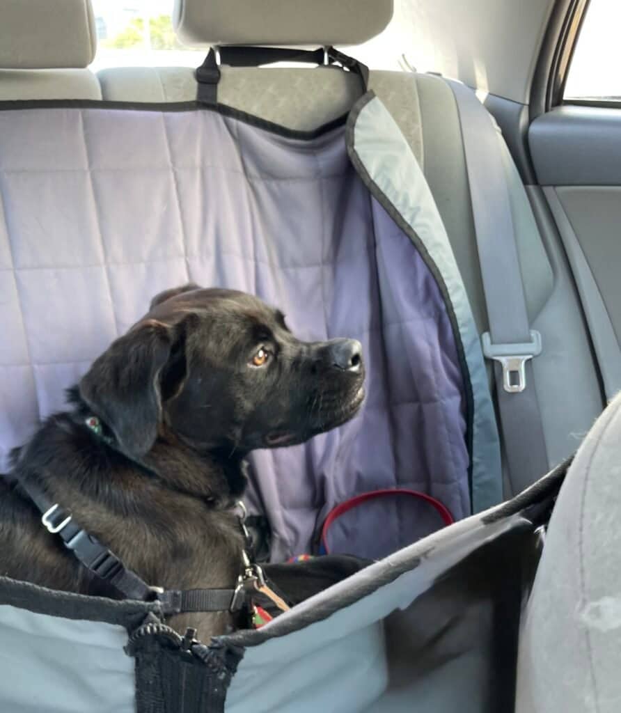 Raven - Lab MIx available for adoption in Ontario
