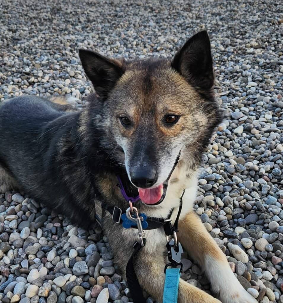 Buddy - Shepherd Mix available for adoption in Ontario