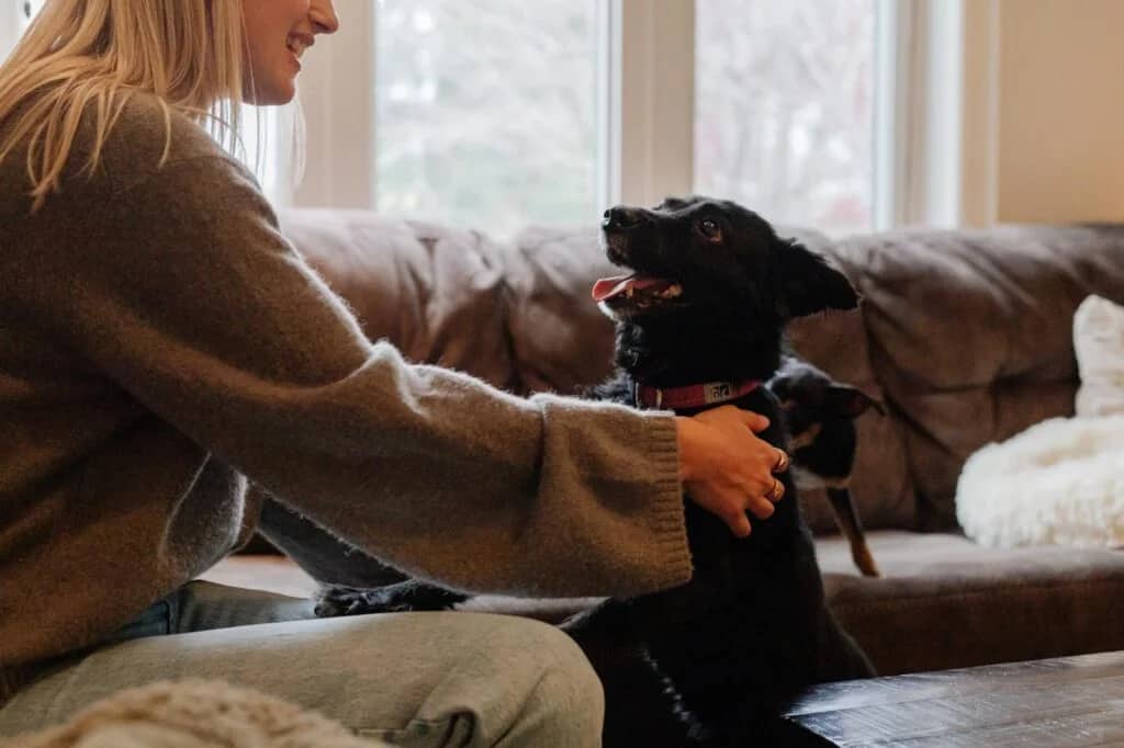 Abby - Border Collie / Labrador Retriever Mix available for adoption in Ontario