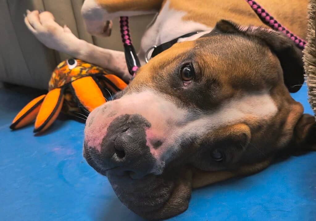 Daisy - St. Bernard/Mastiff available for adoption in Ontario