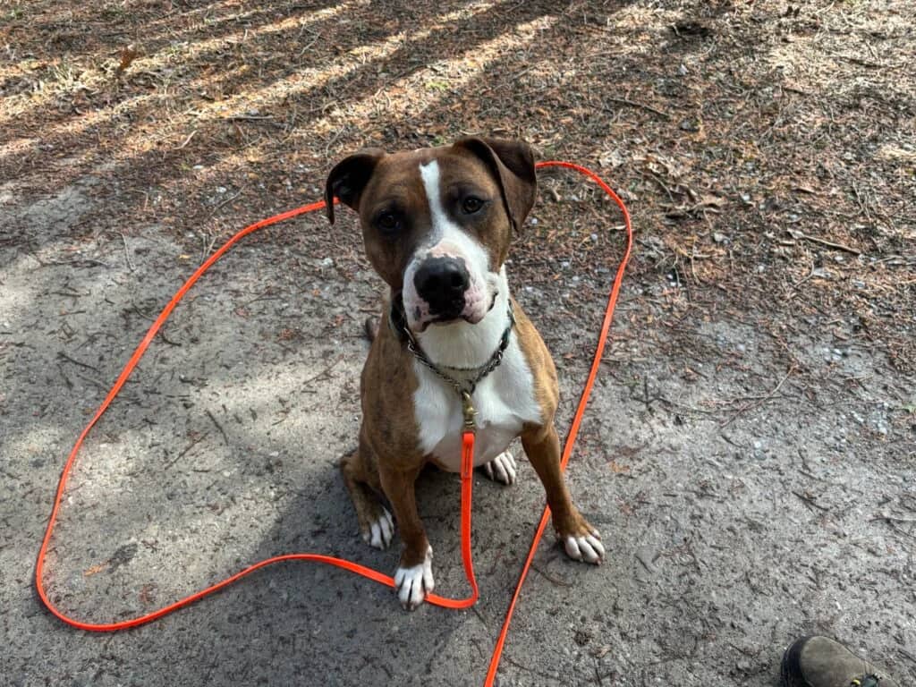 Riggs - Bully Mix available for adoption in Ontario