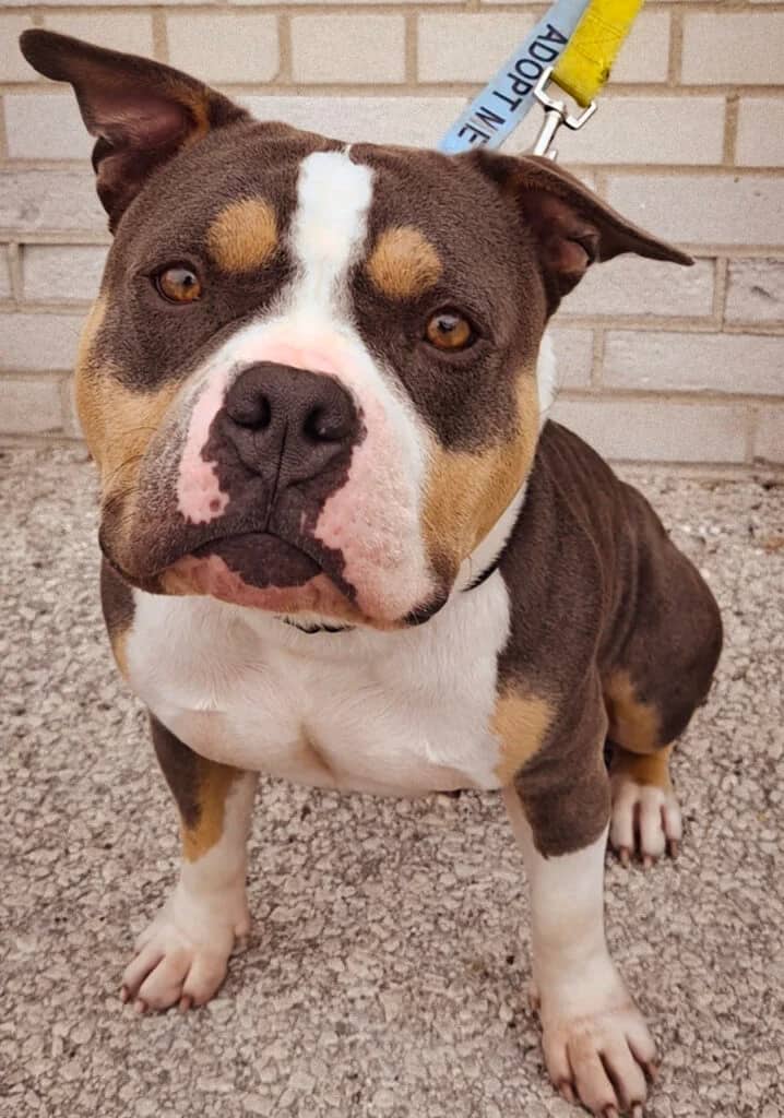 Tiramisu - Bully Mix available for adoption in Ontario