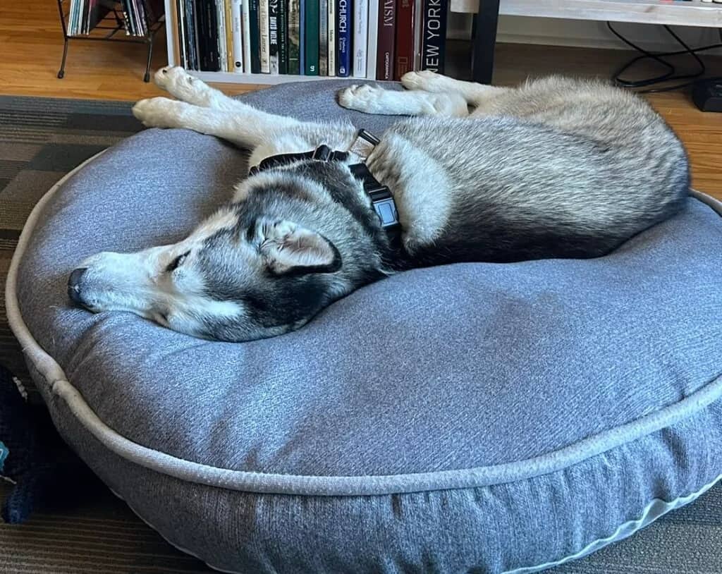 Tesla - Husky Mix available for adoption in Ontario