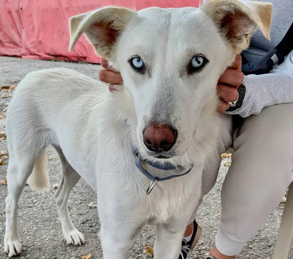 Dolly - Shepherd Mix available for adoption in Calgary