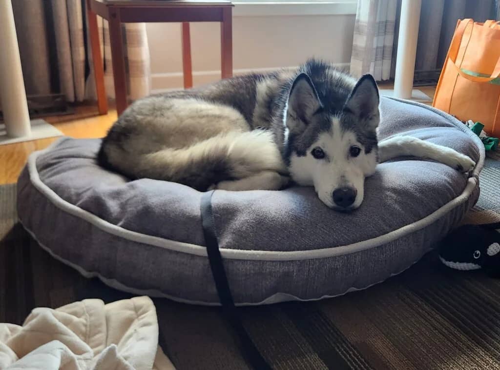 Tesla - Husky Mix available for adoption in Ontario