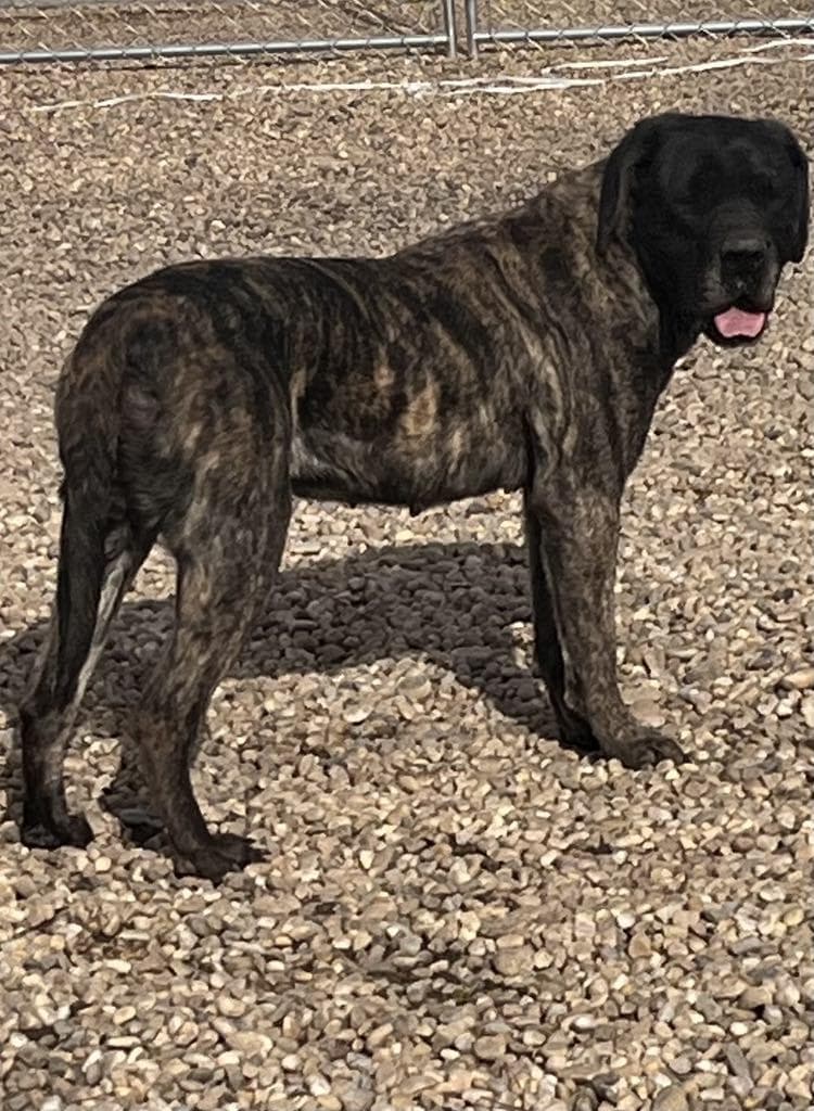 Joma - Mastiff available for adoption in Calgary