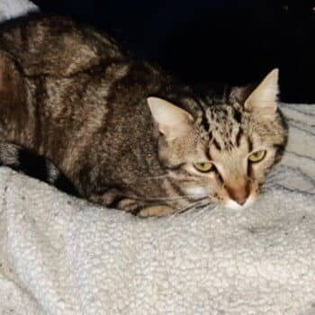 Aspen - Young Adult - Dsh cat available for adoption at Feline Rescue Foundation of Alberta in Calgary